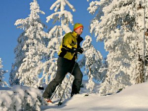 Auf Schneeschuhen durch den Winterwald in Lappland