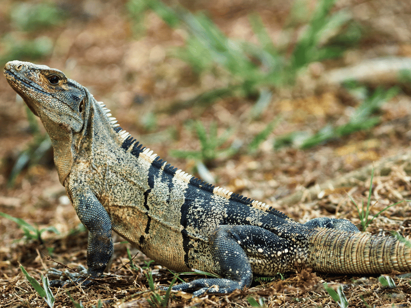 Leguan in Costa Rica