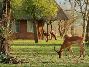 Grasende Gazelle vor einem Rondavel Eswatini Südafrika