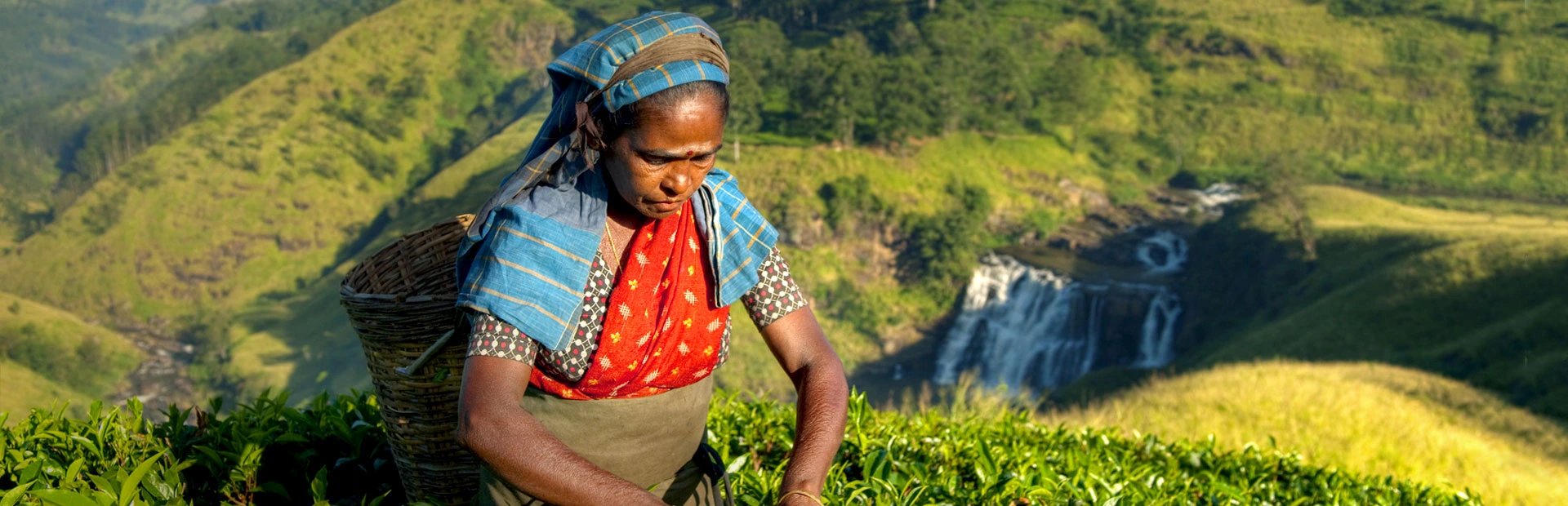 Teepflückerin in Sri Lanka