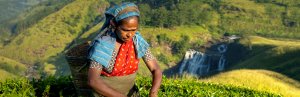 Teepflückerin in Sri Lanka
