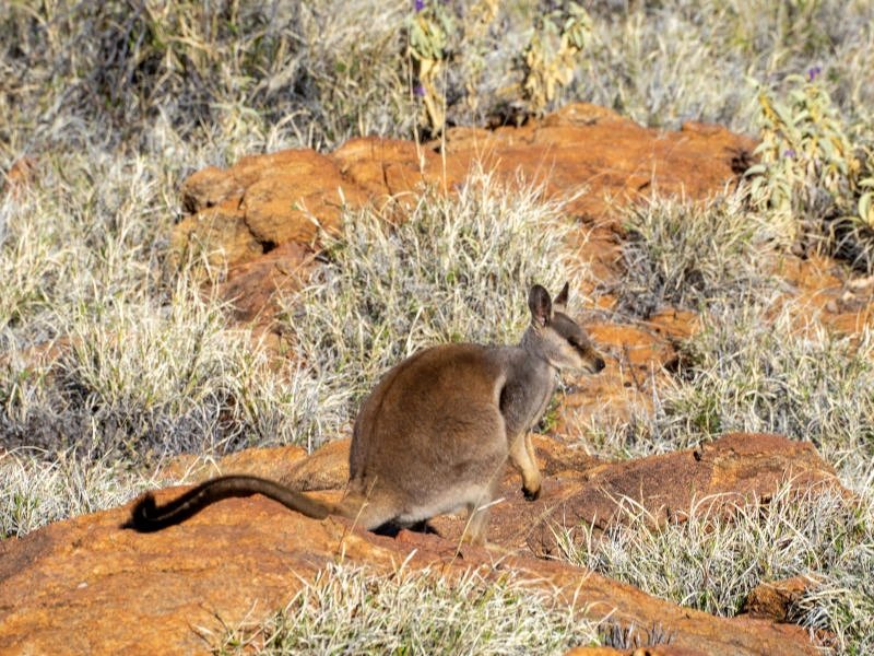 Rock Wallaby in Australien