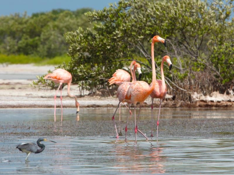 Rosa Flamingos und ein dunkler Reiher waten durch flaches Wasser mit grüner Vegetation im Hintergrund in Cayo Santa María, Kuba