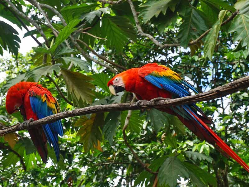 Ara im Dschungel in Puerto Maldonado in Peru