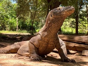 Aufrecht stehender Komodowaran im Nationalpark in Indonesien