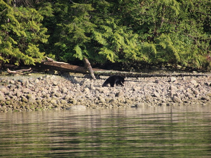 Ein Bär, der an der felsigen Küste am Wasser entlangstreift