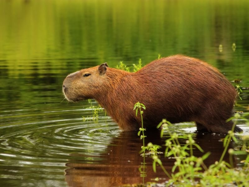 Wildtiere im Pantanal in Brasilien