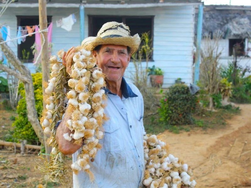 Lächelnder Mann mit Strohhut hält zwei große Knoblauchzöpfe in den Händen in Viñales, Kuba