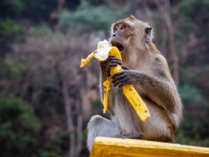 Affe isst eine Banane