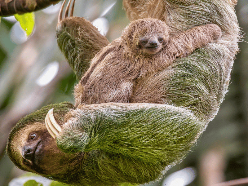 Faultier mit Baby in Costa Rica
