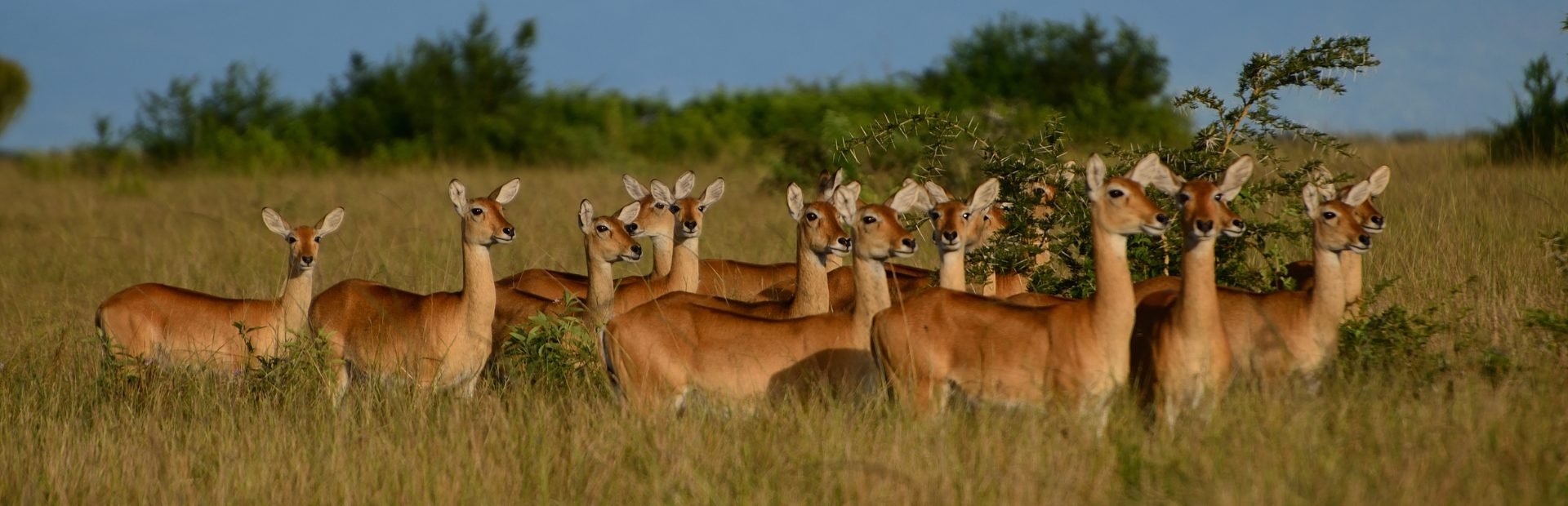 Kobs Antilope in Uganda