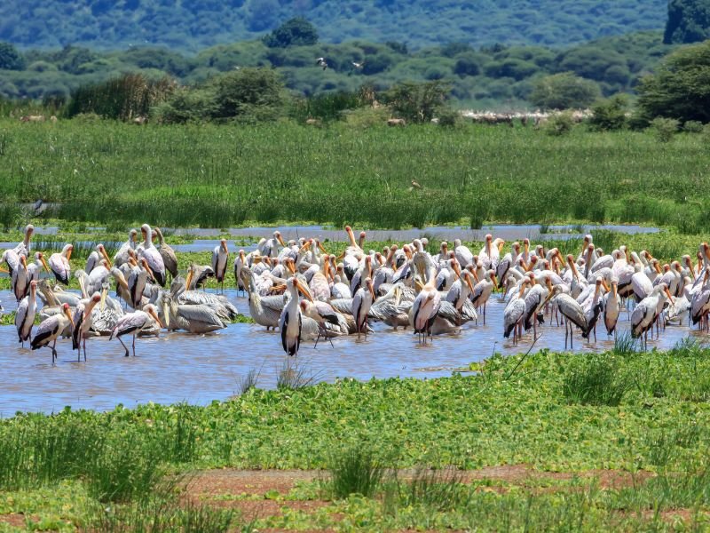 Pelikane am Lake Manyara Tansania