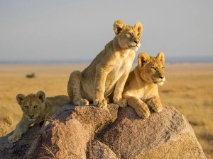 Löwen in der Serengeti in Tansania