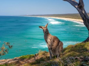 Känguru am Strand in Queensland