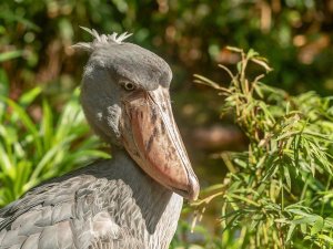 Uganda Entebbe Bill Bird Vogel Beobachtung Wanderung