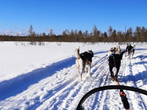Norwegen Urlaub - Huskies