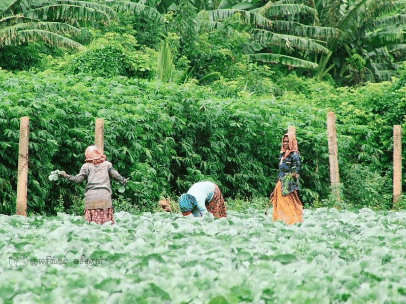 Locals auf dem Feld in Sri Lanka