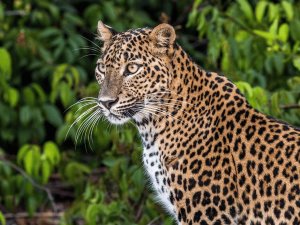Sri Lanka Leopard