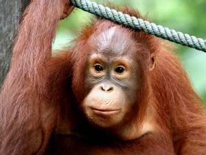 Orang Utan in Malaysia, Borneo