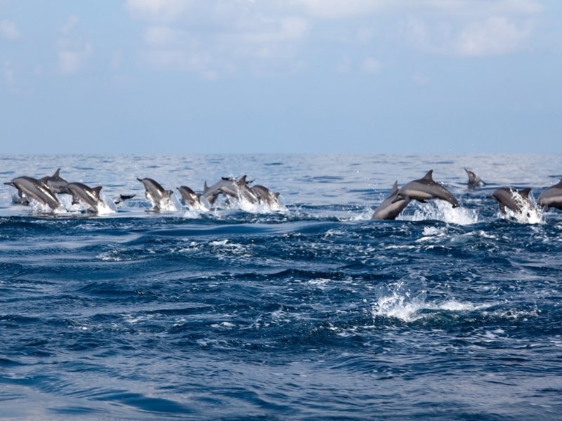 Delfine springen im Meer in Kalpitiya