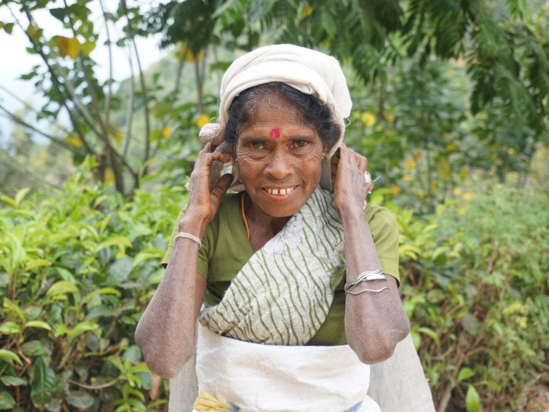 Einheimische Teepflückerin auf einer Teeplantage in Sri Lanka