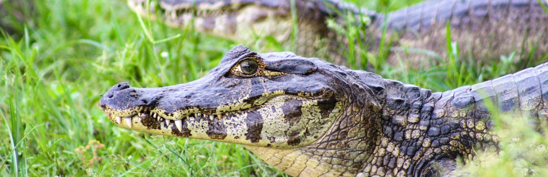 Krokodil im Amazonas in Brasilien