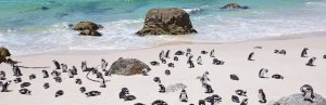 Südafrika Boulders Beach Pinguine