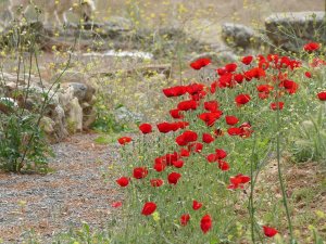 Rot blühender Mohn am Wegesrand