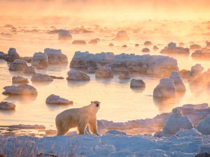 Eisbär in Manitoba