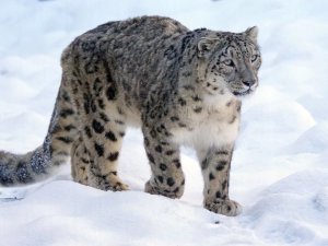 Schneeleopard in Nepal