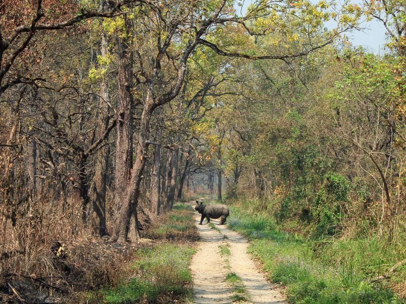 Nepal - Rhino im Chitwan Nationalpark