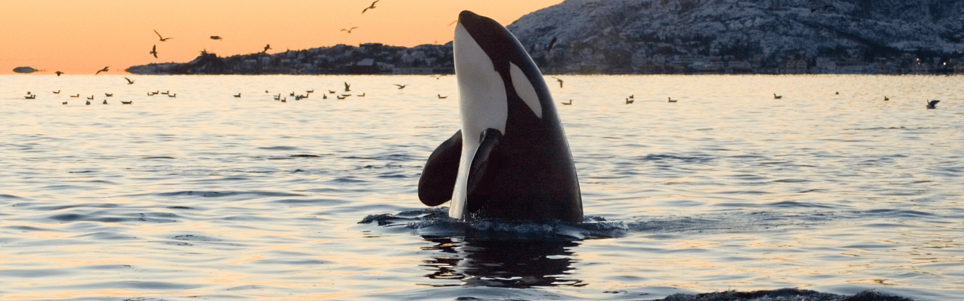 Orca aus dem Wasser in Neuseeland