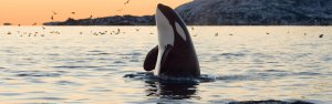 Orca aus dem Wasser in Neuseeland