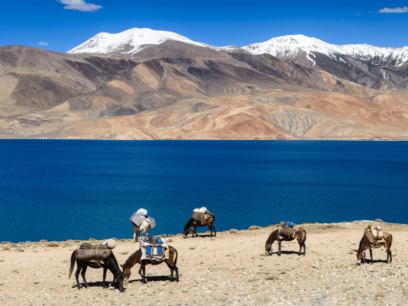 Esel am Karakol See in Karakorum in China