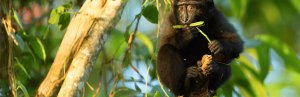Affe im Tongkako in Nord Sulawesi in Indonesien