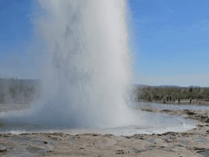 Geysir schießt eine hohe Wasserfontäne in die Luft in der geothermischen Landschaft Islands unter klarem blauem Himmel