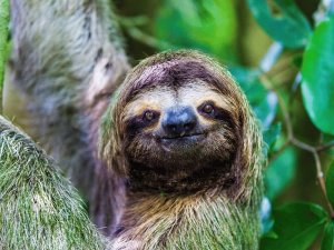 Faultier im Manuel Antonio Nationalpark