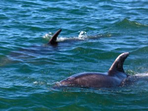 Gruppe von Delfinen schwimmt im Meer in Neuseeland.