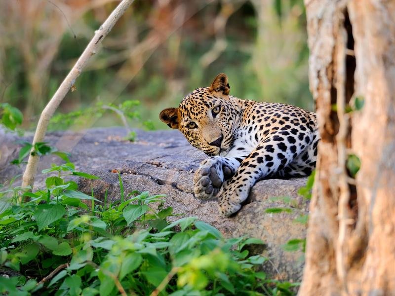 Leopard in Sri Lanka