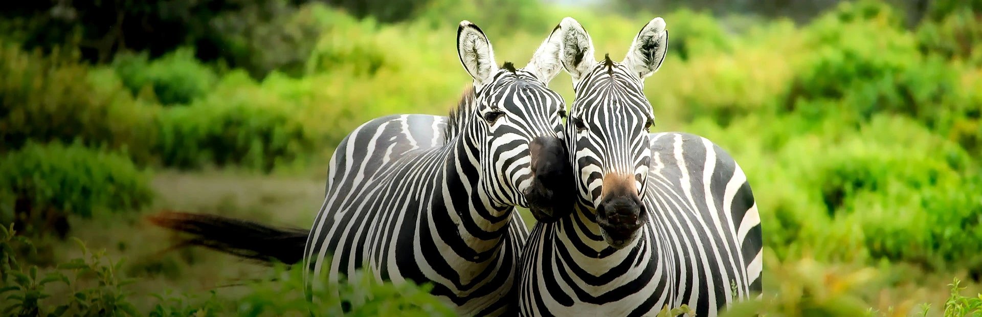 Zebras in Südafrika
