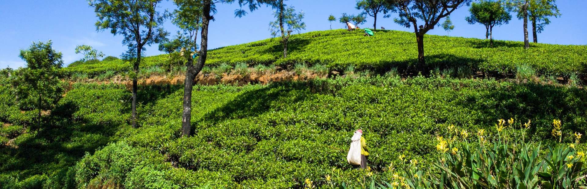 Teeplantage Ella