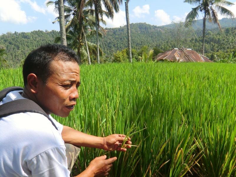 Guide in den Reisfeldern bei der Plantagenwanderung in Munduk auf Bali
