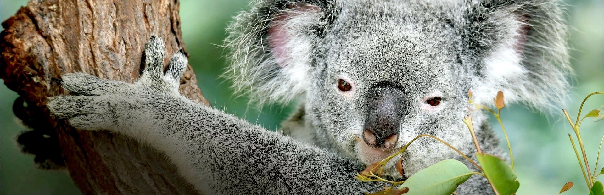 Koala im Baum
