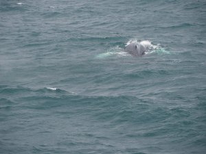 Rücken und Rückenflosse eines Wals durchbrechen die bewegte Meeresoberfläche in Island