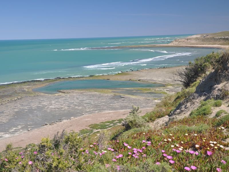 Natur am Strand auf der Peninsula Valdes