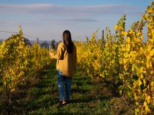 Frau streift mit einem Glas Wein durch die Weinfelder in Kanada