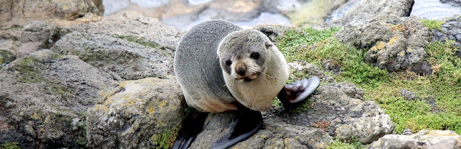 Eine Robbe sitzt auf einem Felsen auf der Südinsel in Neuseeland.