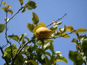 Gelbe Zitrone am Baum, dahinter blauer Himmel