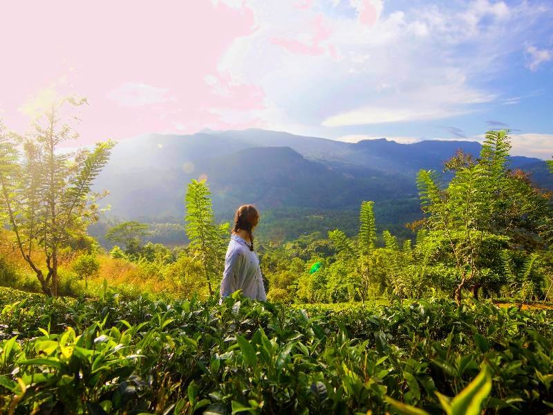 Touristin spaziert in einer grünen Teeplantage in Nuwara Eliya in Sri Lanka