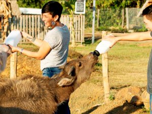 Frau füttert ein Kalb mit der Flasche auf der Buffalo Dairy Farm in Laos